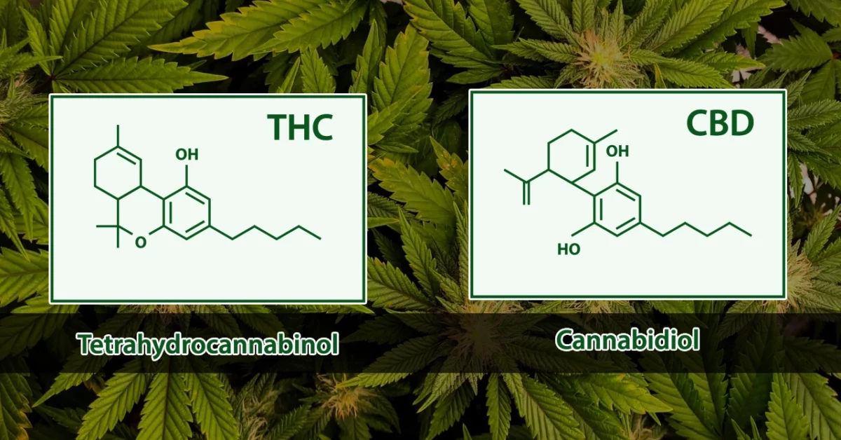 ¿Qué es el CBD? ¿Qué es el THC?