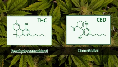 ¿Qué es el CBD? ¿Qué es el THC?